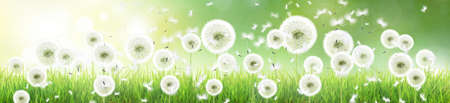 Beautiful dreamy spring nature background with dandelionの写真素材