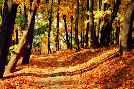 Beautiful autumn background with yellow and red leaves.