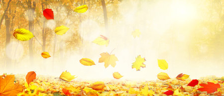 Beautiful autumn background with yellow and red leaves.
