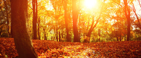 Beautiful autumn background with yellow and red leaves.