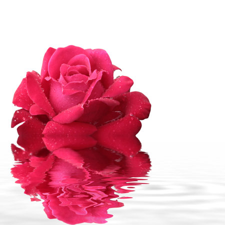 Natural rose from the botanical gardenの写真素材