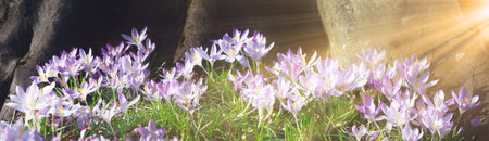 Beautiful crocuses growing through snow. First spring flowers