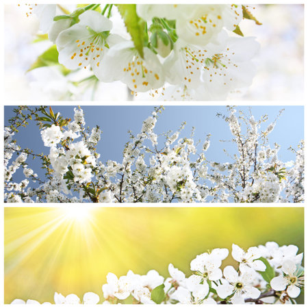 White blossom and green leaves on blue sky background.