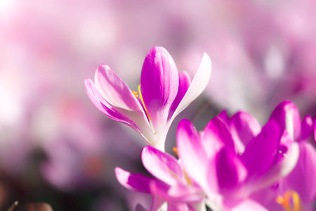 Beautiful crocuses growing through snow. First spring flowersの写真素材
