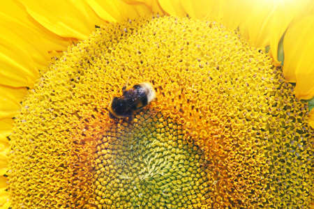 Close-up of fresh sunflower, organic agriculture in countryside plantationの写真素材