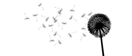 Beautiful dreamy spring with white backgroundの写真素材