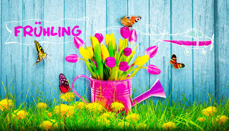 Spring flowers in watering can. Gardening tools and equipment.の写真素材