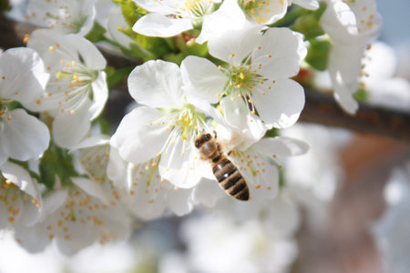 Beautiful nature scene with blooming flowers tree.