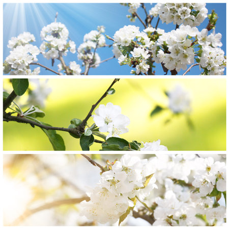 Beautiful nature scene with blooming flowers tree.