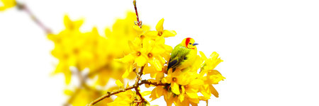 Concept of bird lovers and birdwatching. A beauty of the environment nature. Ornithology.