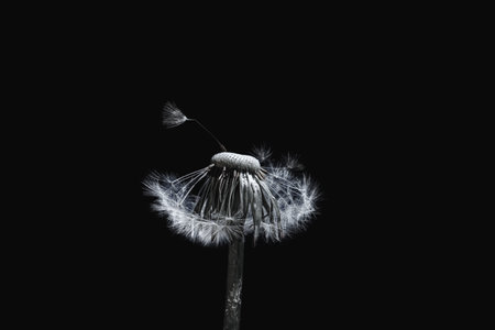 Beautiful dreamy spring with black backgroundの写真素材