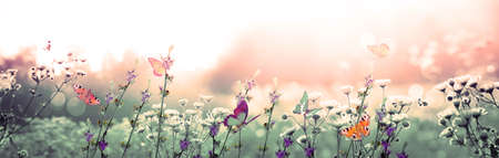 Flying butterfly in spring morning. Panoramic view.の写真素材