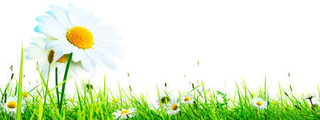 Sunny summer and sping background with chamomile flowers.の写真素材