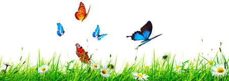 Flying butterfly in spring morning. Panoramic view.の写真素材