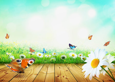 Flying butterfly in spring morning. Panoramic view.