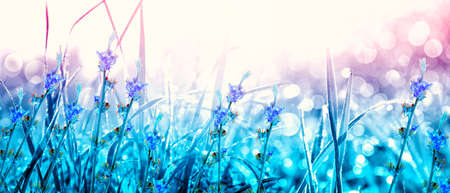 Grass flower field in spring background with sunlightの写真素材