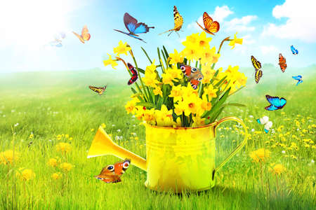 Spring flowers in watering can. Gardening tools and equipment.の写真素材