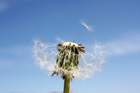 Beautiful dreamy spring nature background with dandelion