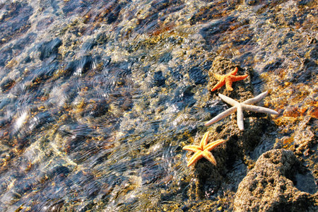 Sandy beach with beautiful starfish near sea on sunny summer day.