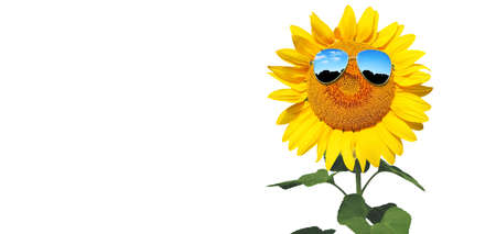 Isolated sunflower with sunglasses and happy faceの写真素材