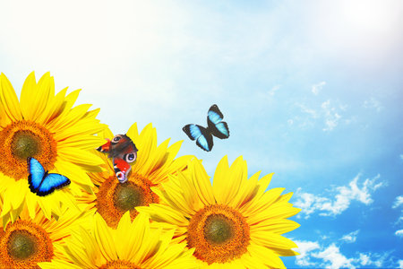 Beautiful colorful butterflies flying among the flowersの写真素材