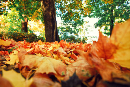 Beautiful autumn background with yellow and red leaves.