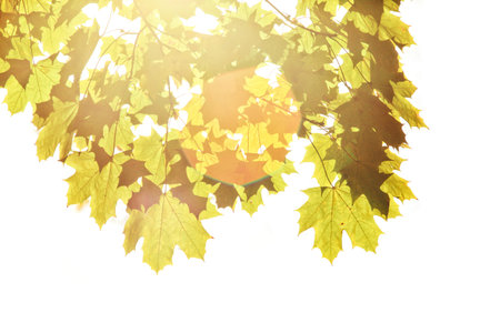 Beautiful autumn background with yellow and red leaves.