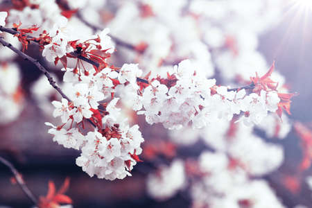 Spring banner background with copy space.の写真素材
