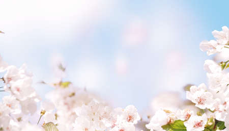 Spring banner background with copy space.の素材 [FY310182559705]