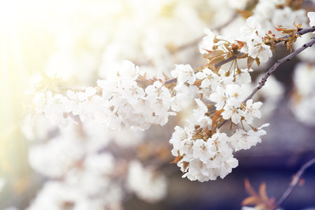 Spring banner background with copy space.