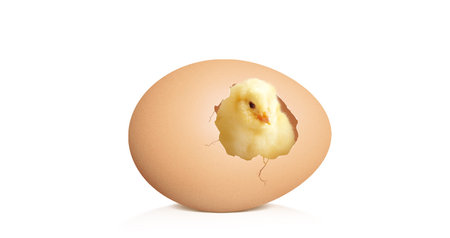 An Easter decoration with Chicken. Easter holiday concept with cute chick.