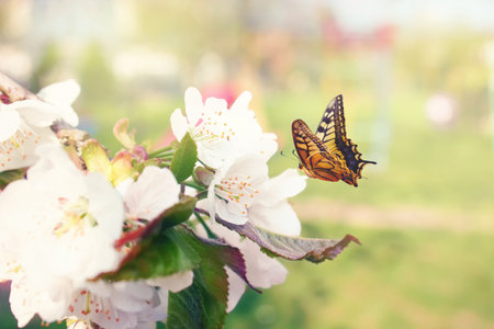 Spring banner background with butterfly and copy space.の写真素材