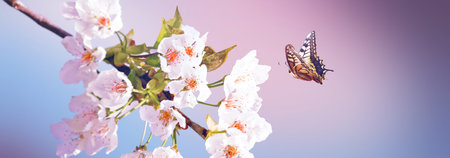 Spring banner background with butterfly and copy space.
