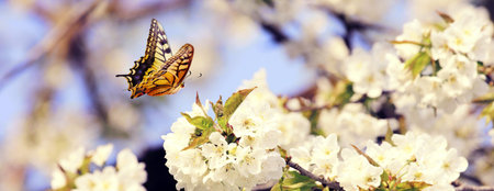 Spring banner background with copy space.