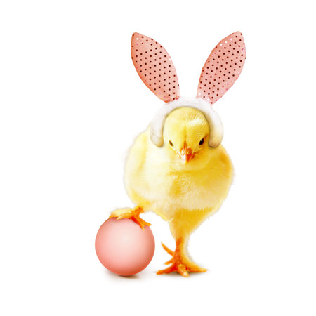 An Easter decoration with chicken. Easter holiday concept with cute chick.