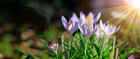 Beautiful crocuses growing through snow. First spring flowers