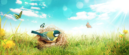 Concept of bird lovers and birdwatching. A beauty of the environment nature. Ornithology.