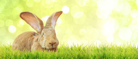 Easter composition with rabbit. Festive decoration. Happy Easter.の写真素材
