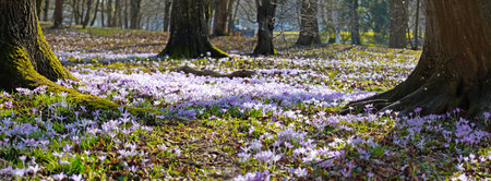 Beautiful crocuses growing through snow. First spring flowers
