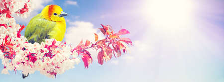 Spring banner background with copy space.の写真素材