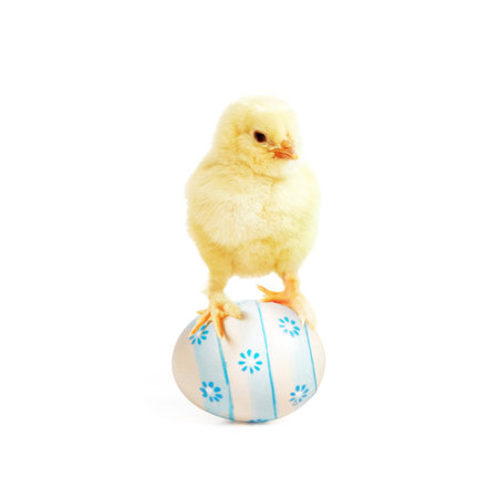 An Easter decoration with Chicken. Easter holiday concept with cute chick.