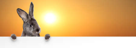 Easter composition with rabbit. Festive decoration. Happy Easter.の写真素材