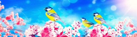 Concept of bird lovers and birdwatching. A beauty of the environment nature. Ornithology.