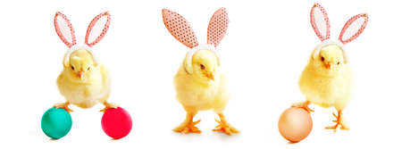 An Easter decoration with chicken. Easter holiday concept with cute chick.の写真素材