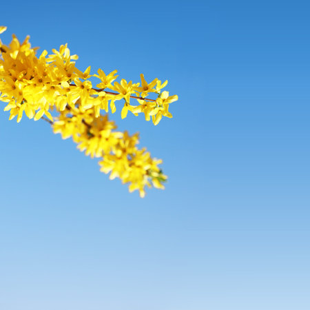 Beautiful nature scene with blooming flowers tree.