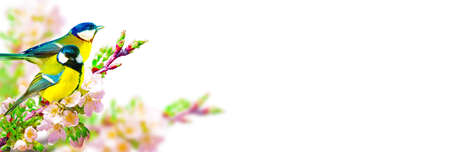 Concept of bird lovers and birdwatching. A beauty of the environment nature. Ornithology.の写真素材