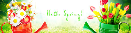 Spring flowers in watering can. Gardening tools and equipment.