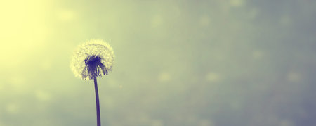 Beautiful dreamy spring nature background with dandelionの写真素材