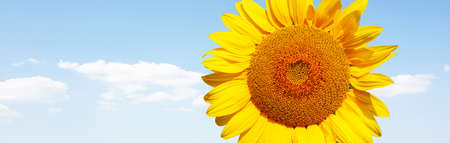 Close-up of fresh sunflower against clear blue skyの写真素材