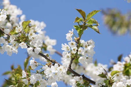 Beautiful nature scene with blooming flowers tree.の写真素材